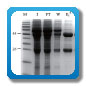 Simpson Biotech Protein G Resin - Icon