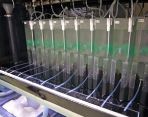 Hashimoto Zebrafish Embryo Recovery System